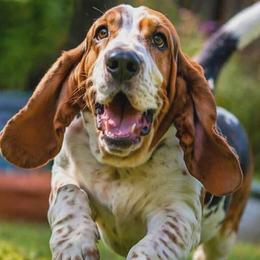 Basset Hounds from Southern Town Hounds