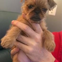 Bonnie - Belge female Brussels Griffon puppy in Ogden, Utah from Shelly's Brussels Griffons