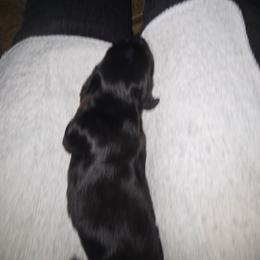 Ebony - Black and tan female Dachshund puppy in Oklahoma City, Oklahoma from Hamm Weenies  AKC (Dachshunds)