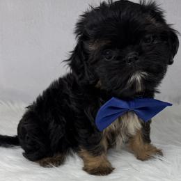 Jagger - Black and tan male Shih Tzu puppy in Columbia, Kentucky from Lisa Bandy Luxe Shih Tzu