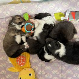 Shetland Sheepdog Puppies from Lexy's Shetland Sheepdogs