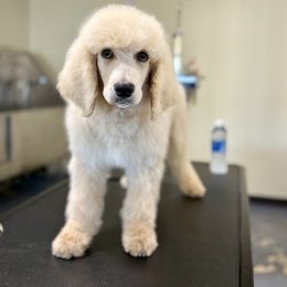 Bob - Apricot male Poodle puppy in Lookout, California from Rossiter Poodles