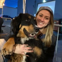 Bernese Mountain Dog, Golden Mountain Dog, and Golden Retriever Puppies from Canyon Meadows Farm