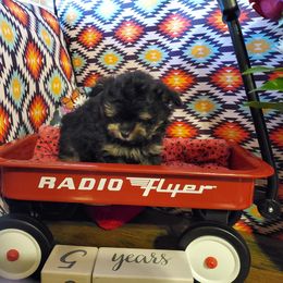 Poodle Puppies from Caloosa Kennels