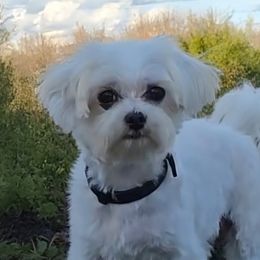 Josie - Maltese