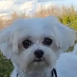 Josie - Maltese