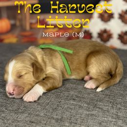 Maple - Apricot male Goldendoodle puppy in Houston, Texas from Golden Life Doodles