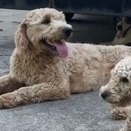 Aussiedoodles, Goldendoodles, and Poodles from Wonder Poodles and Doodles
