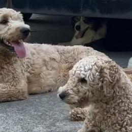 Aussiedoodles, Goldendoodles, and Poodles from Wonder Poodles and Doodles