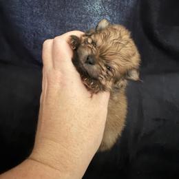 Teddy - Orange sable male Pomeranian puppy in Waterloo, Indiana from Garcias Pomeranian