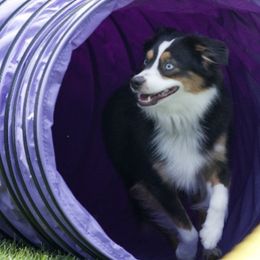 Miniature American Shepherds from Dodge City Mini's