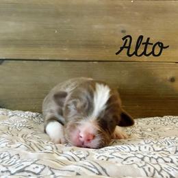Alto - Red tri-color male Australian Shepherd puppy in Kearney, Nebraska from Helix Aussies