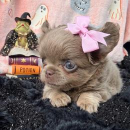 Yara - Chocolate blue female Chihuahua puppy in Newport Beach, California from Exotic City Pomeranians and chihuahuas