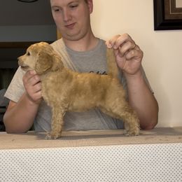 Poodle Puppies from Pawsable Prospects