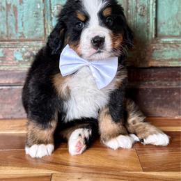White collar - Black rust and white female Bernese Mountain Dog puppy in Altura, Minnesota from Bluffside Berners