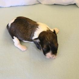 Danny - Red sable male Havanese puppy in Sunriver, Oregon from Contigo Havanese