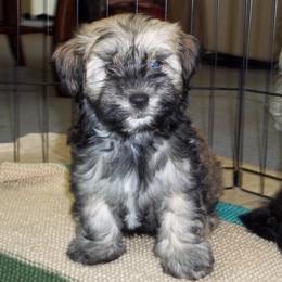 Havanese Puppies from Selah Havanese