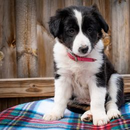 Pixel (Oopsie) - female Sporty Mix puppy in Oshkosh, Wisconsin from Turbo Border Collies & Sporty Companion Crosses