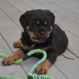 Rottweiler Puppies from Sharp Ridge Rottweilers