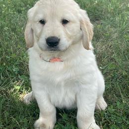 Orange collar - Light golden male Golden Retriever puppy in Mount Carmel, Tennessee from HS Goldens