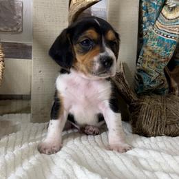 Willie - Black tan and white male Beagle puppy in West Plains, Missouri from Puppiesulove