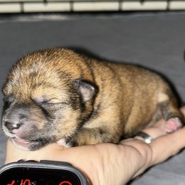 Shiba Inu puppies from Sunbeam Shiba Inus