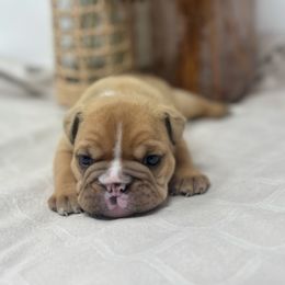 Twix (BOY) - Red brindle and white male Bulldog puppy in Wagoner, Oklahoma from Bre's Bulldogs