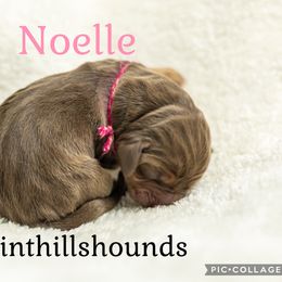 Noelle - Liver and tan female Bloodhound puppy in Wamego, Kansas from Flint Hills Hounds