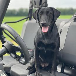 Echo - Labrador Retriever
