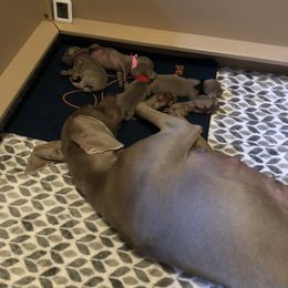 Weimaraner Puppies from Zauberhaft Weimaraners