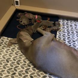 Weimaraner Puppies from Zauberhaft Weimaraners