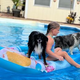 Miniature Australian Shepherd and Toy Australian Shepherd All Grown Up from Lowery’s Little Aussies