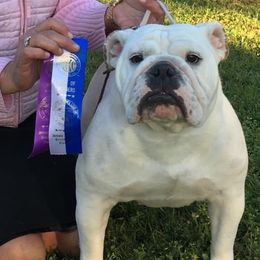 Bulldogs and Pointers from Dogma Pointers & Bulldogs