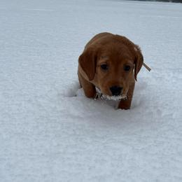 Pink collar - Yellow female Labrador Retriever puppy in Heath Springs, South Carolina from Rich Hill Retrievers