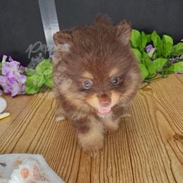 Pepper's ABC - Doremi - Chocolate and tan female Pomeranian puppy in Plant City, Florida from Pepper's Pomeranians