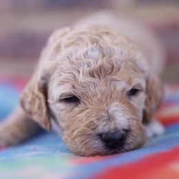 Poodle Puppies from Moss’ Poodles
