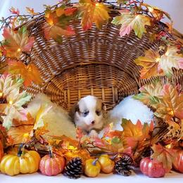American Corgi and Pembroke Welsh Corgi Puppies from Whimsical Treasure Corgis