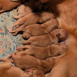Girl 5 - Dark golden female Golden Retriever puppy in Rockaway Beach, Oregon from Beach Town Bullies/Sky High Golden Retrievers