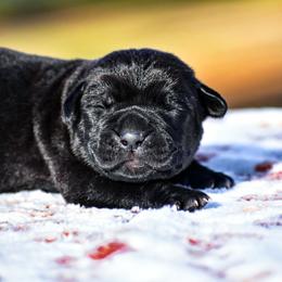 Atlas - Black male Cane Corso puppy in Smartsville, California from Summit Cane Corso