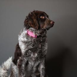 Penny - Bernedoodle