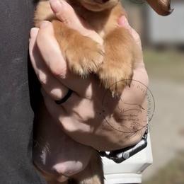 Kiba - Chocolate male Dachshund puppy in Denham Springs, Louisiana from Rockin’ with Dachshunds
