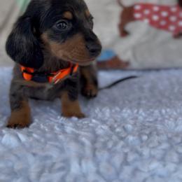 Boy 2 - Dapple male Dachshund puppy in Bakersfield, California from KC Doxies