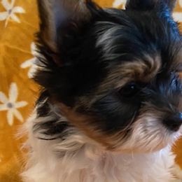 Yorkshire Terriers from Jamie's Yorkies