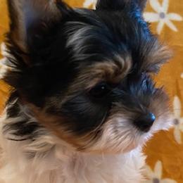 Yorkshire Terriers from Jamie's Yorkies