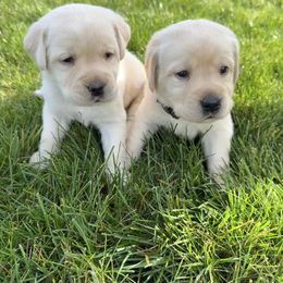 Girl 1 - Yellow female Labrador Retriever puppy in Beavercreek, Oregon from Grace's Labrador Retrievers