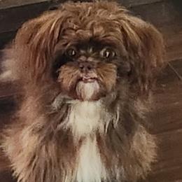 Cocoa Bear - Mi-Ki