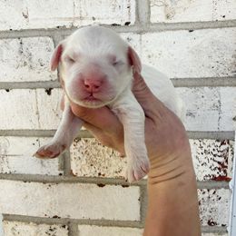 Archie Mini - White male Bernedoodle puppy in Wamego, Kansas from Doodles of Oz