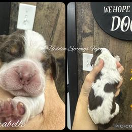 Clarabelle - Liver white and roan female English Springer Spaniel puppy in Winchester, Kentucky from Hidden Springs Farm