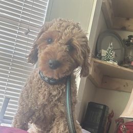 Goldendoodles and Golden Retrievers from ZuGolden Retrievers & Doodles