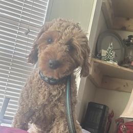 Goldendoodles and Golden Retrievers from ZuGolden Retrievers & Doodles